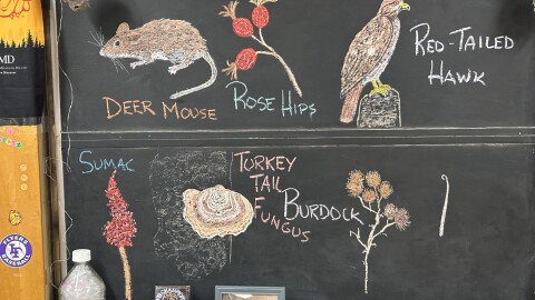 Chalkboard drawings that show what is happening in nature like deer mouse, rose hips, Red-Tailed Hawk, sumac, turkey-tail Fungus and burdock from a classroom in Little Falls.