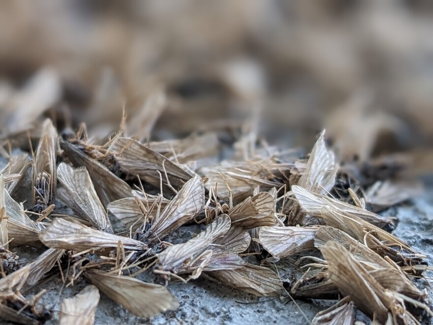 A pile of dead caddisflies at Washington State University. The brief flight of the caddisflies is to find a mate and lay eggs. The flies don’t eat as adults, insect experts say.