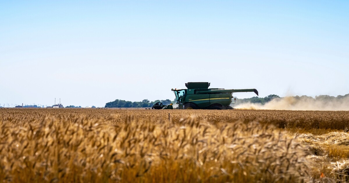 Oklahoma had a bumper wheat crop, but it's not alone. Here's what that means for producers
