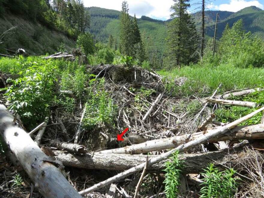 A clogged culvert buried in avalanche debris on Goat Creek Road #10503.