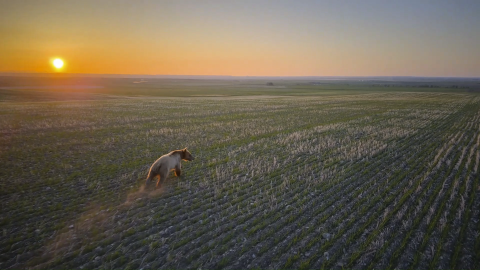 A grizzly bear runs across a farm field in north-central Montana at sunset. The bear is being hazed by wildlife managers using a drone, which is not visible in the image. Dust kicks up behind the bear as it moves through rows of young crops.