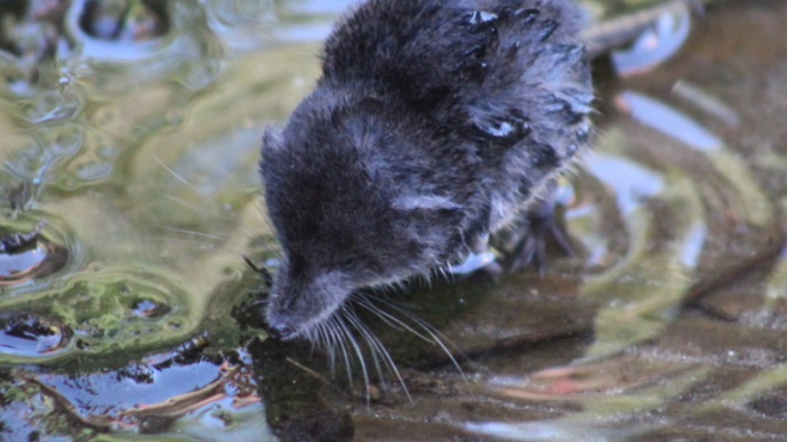 A small grey shrew with long whiskers and an extended snout perches on a small rock in a stream.