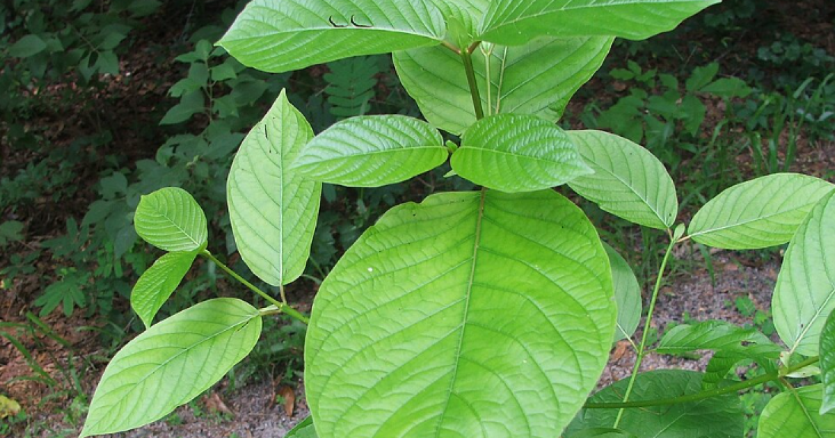 Why 67K Louisiana voters were labeled ‘inactive’; kratom use on the rise; exhibition on urban design with rising water levels