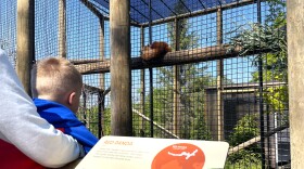 Members get a preview of a sleeping red panda inside its exhibit at the Fort Wayne Children's Zoo on Friday, May 26, 2023.