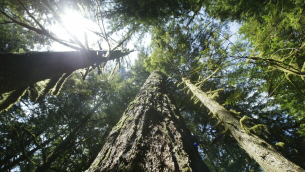 Tall trees in a forest as light breaks though to hit some of the trunks. 