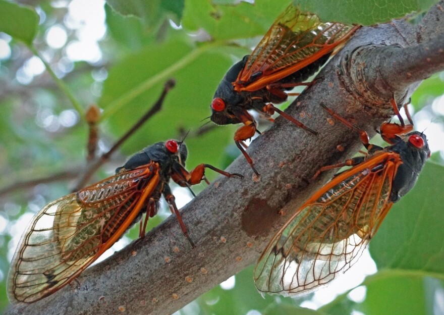 The Magicicada cassini cicada species is the only member of Brood VIII, a group recently documented for the first time in Oklahoma.