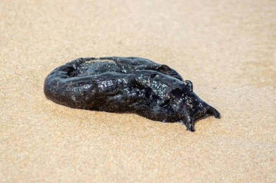 A dark, glistening sea hare resting on wet sand, its soft, rounded body coiled with visible tentacle-like projections extending toward the camera.