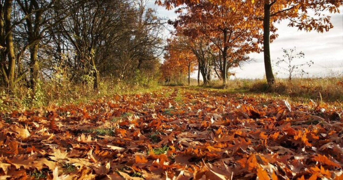 Wild About Utah: Leaves have fallen and are falling- it’s Fall!!