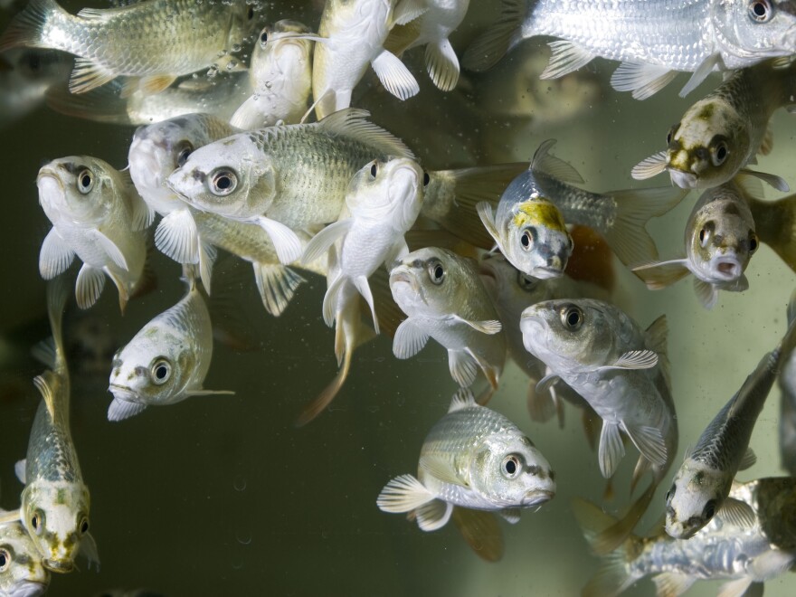 In Studying Sick Fish, Scientists Trace History Of Fevers | Maine Public