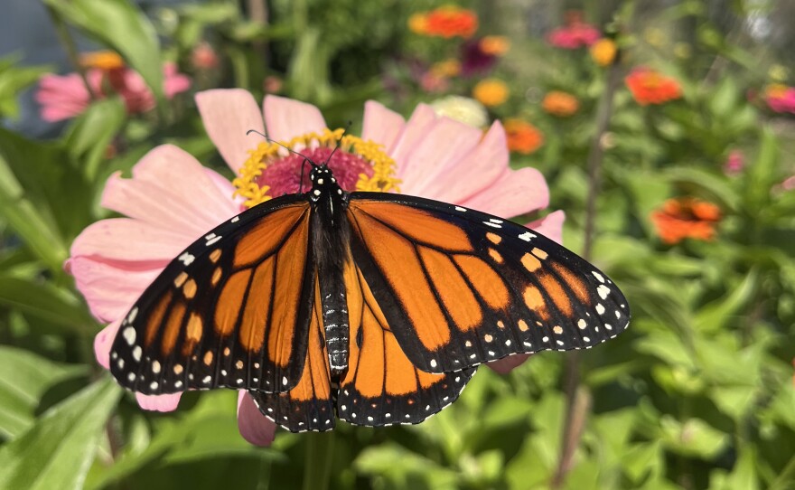 A monarch butterfly eats nectar from a wildflower.