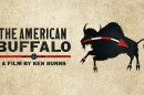 The American Buffalo