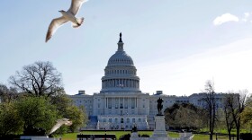 A bird flies in the foreground, above the U.S. Capitol building. 