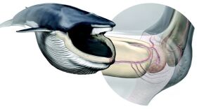 A new sensory organ, highlighted in a fin whale after lunging, coordinates their lunge-feeding strategy. At right, anatomy of the new sensory organ.