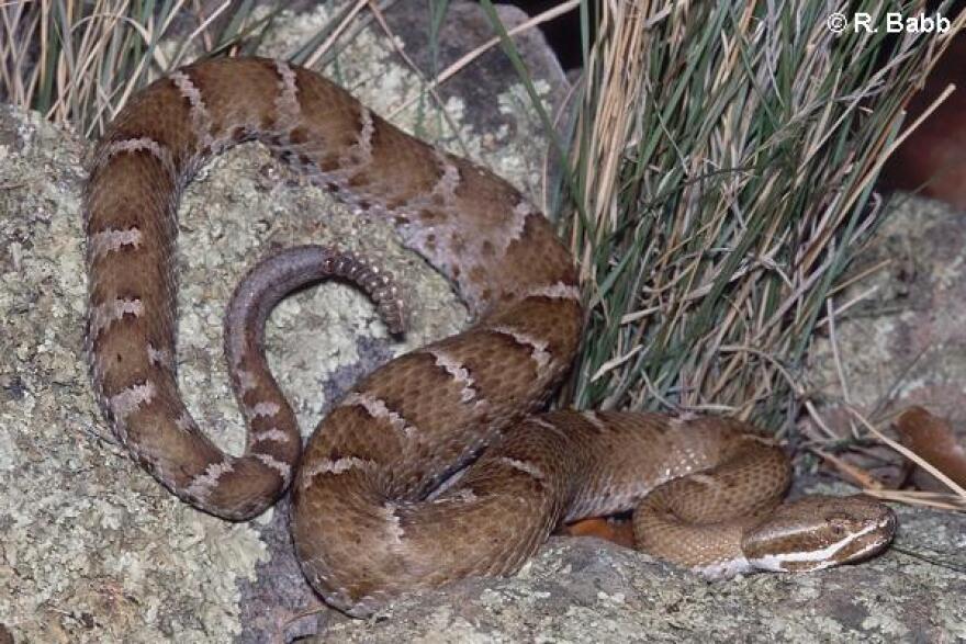 ridge-nosed rattlesnake