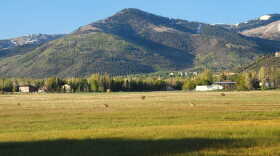Sandhill cranes at the Swaner Preserve and Eco Center.