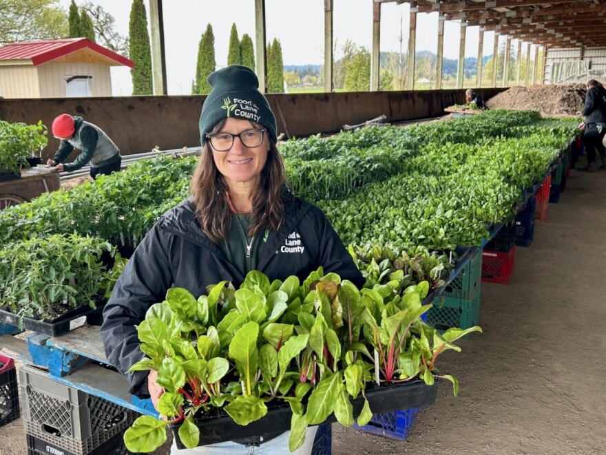 A woman holds a flat of chard, and stands in front of a long row of plant starts