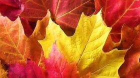 The Indiana Department of Natural Resources has awarded $135,000 in federal funds to 12 cities, towns and nonprofits for urban forestry projects.