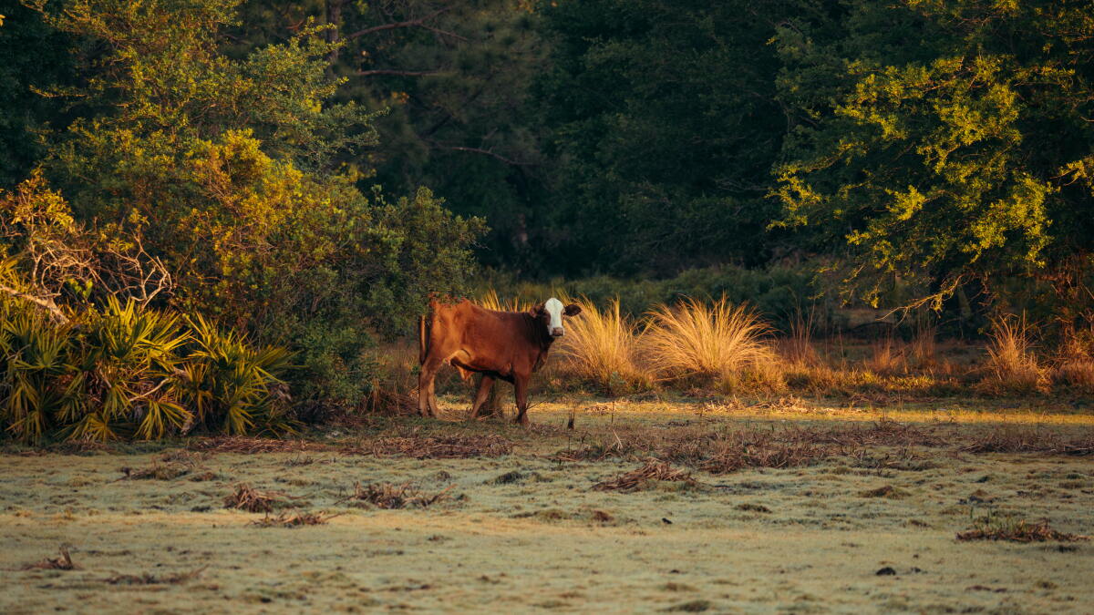 Florida cattle ranchers criticize Trump's beef import plan