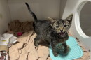 A small tabby kitten meows while standing in a cage.