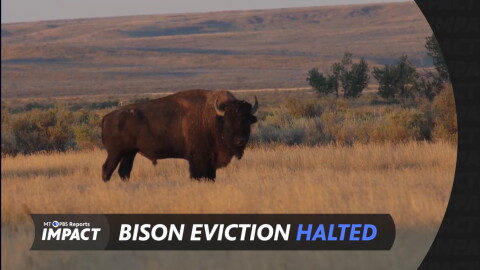 A screen capture shows a bison facing the camera standing in golden grass in front of a bare prairie hillside. The Montana PBS Reports: IMPACT logo is overlaid, along with the words "Bison eviction halted".