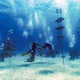  Volunteer divers and Rosenstiel School scientists collect healthy coral from the Paradise Reef nursery be planted on an adjacent reef on Friday, August 4, 2023. <br/><br/>