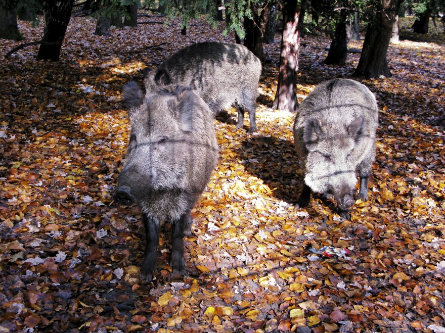 Wild boar, shown here inside an enclosure in a Berlin city park, are considered smart and quickly learn how to avoid hunters.