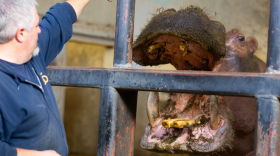 A man with grey hair and a goatee feeds a large hippo through large metal bars at a zoo.