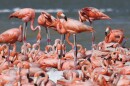 A flamingo in the center, among other flamingos, wearing a blue band on its leg