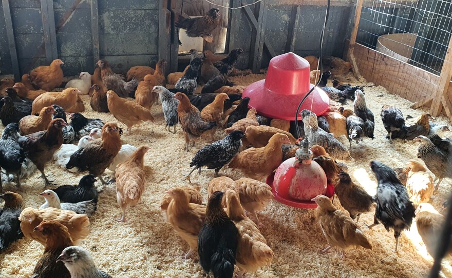 Chickens tend to hang out with other chickens that look like them, so each bread in a coop needs friends.