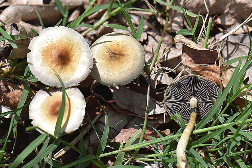 Psilocybe cubensis mushrooms in a mix of green grass and dead leaves.