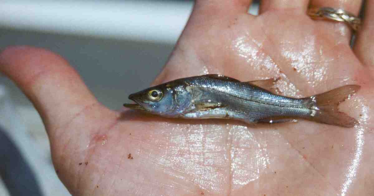 Raising Game Fish Fingerlings to Repopulate Gulf Waters WGCU PBS