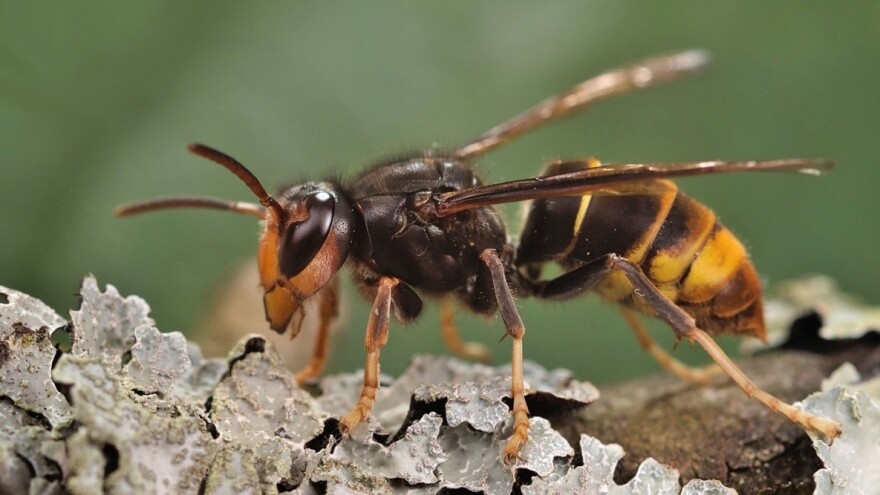 North Carolina agriculture officials have confirmed the presence of yellow-legged hornets in the state. They can pose a major risk to honey bees.