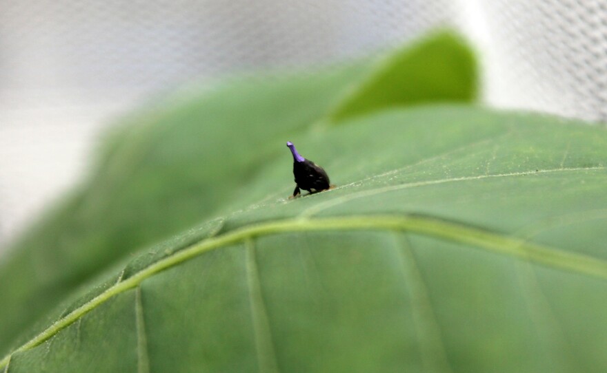 This treehopper in a greenhouse at Saint Louis University would not normally have a purple horn or "pronotum." It was painted that color for identification purposes. 