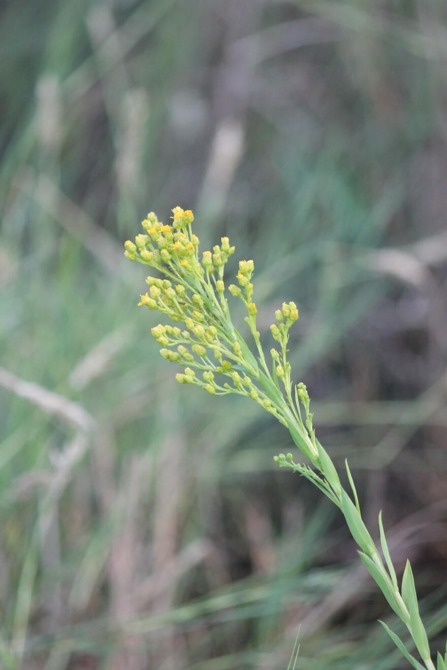 Seaside goldenrod — Stamford, Conn.