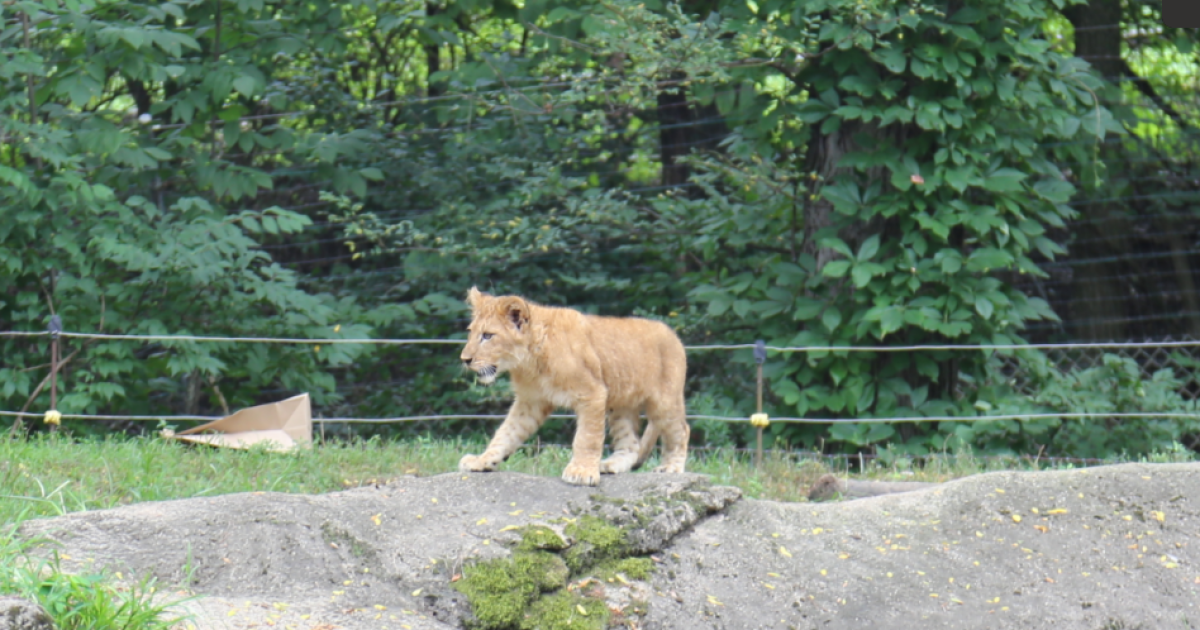 A baby lion looks around its enclosure