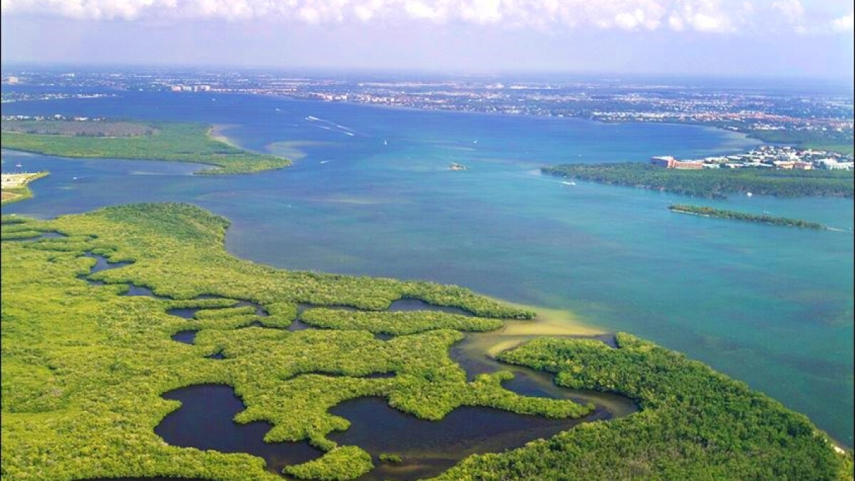 Millions more earmarked to combat blue-green algae in Caloosahatchee River - Vimarsana News
