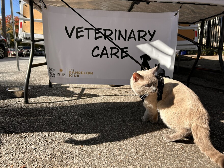 A cat in front of a veterinary care sign for The Dandelion Kind.