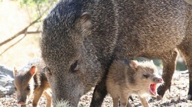 javelina