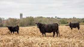 Black cows look at the camera in a harvested corn field. A red ban and silo peak behind the trees on the hill.