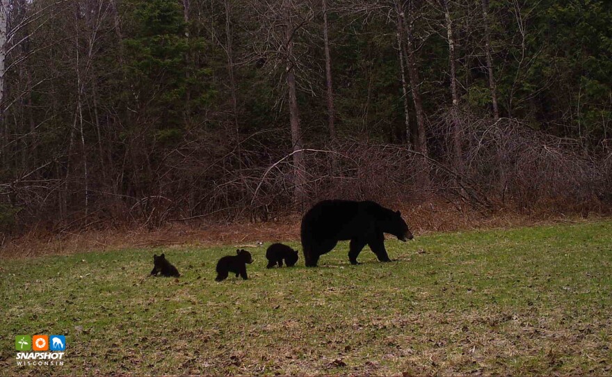 Bears in Lincoln County
