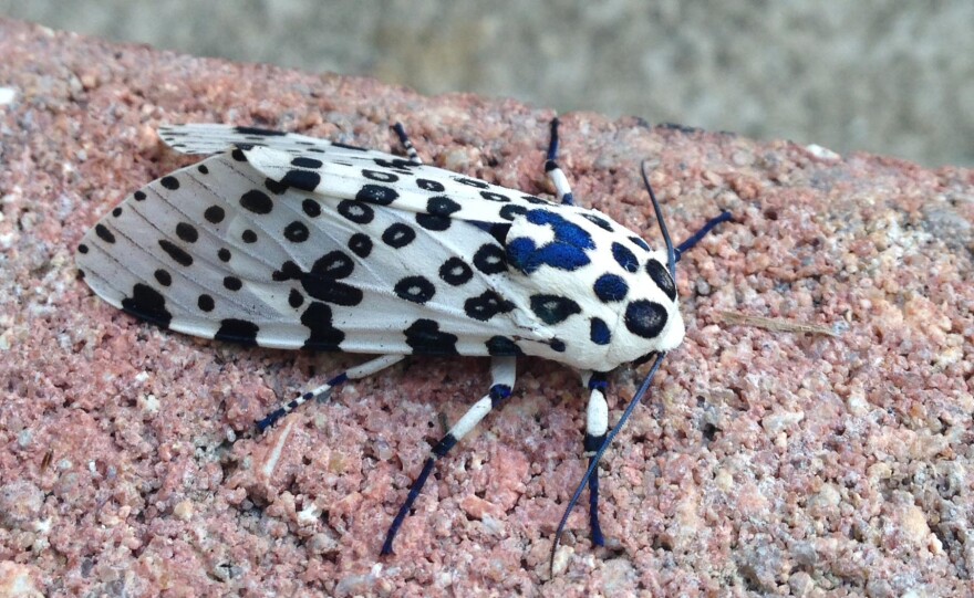 A giant leopard moth