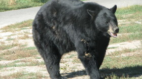 Since 2015, Indiana DNR has confirmed 3 black bears in the state.