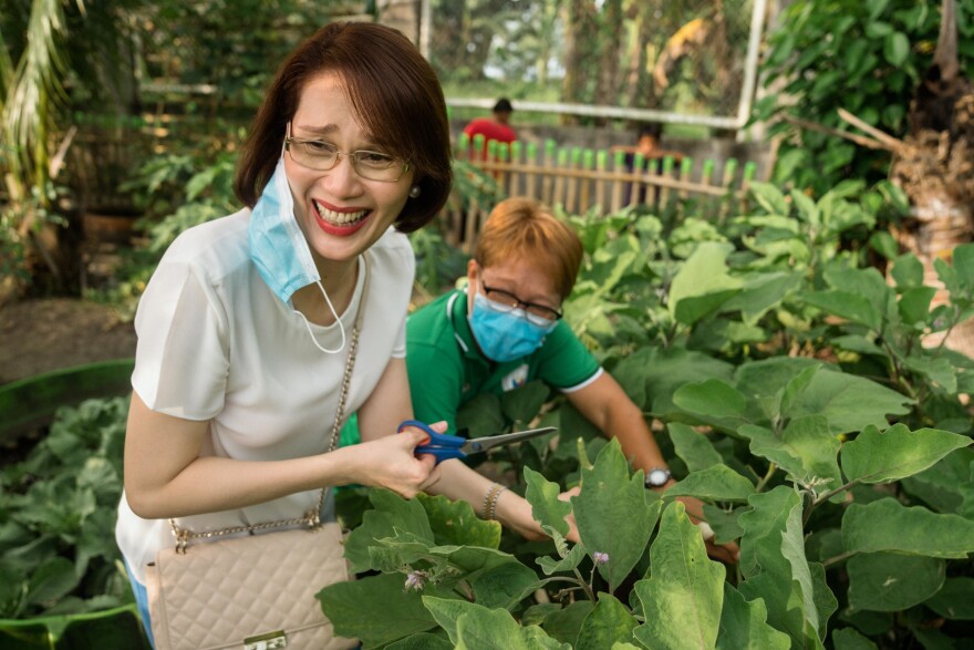 Roman harvests produce from a vegetable garden in Bataan.