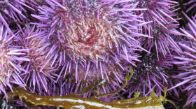 Harvested Purple Urchin