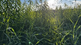 A sunny field 