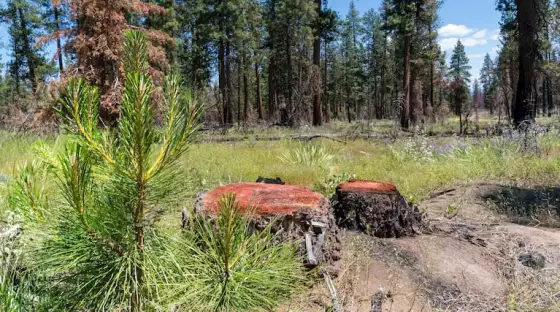 FILE - A section of Forest Service land that survived Oregon's 2021 Bootleg Fire, photographed on June 30, 2023. A Republican budget bill in Congress proposes selling off a share of Forest Service and Bureau of Land Management properties in Oregon and 10 other states.