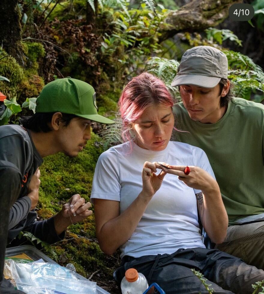 The Kaua’i Forest Bird Recovery Project collects an ‘anianiau biometrics before sending it to Honolulu Zoo.