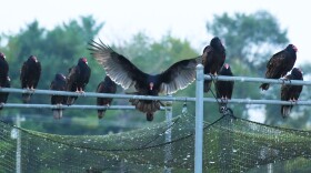 Turkey Vultures, one landing