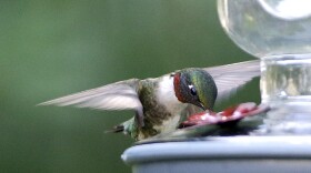 A male ruby-throated hummingbird drinks from a feeder.