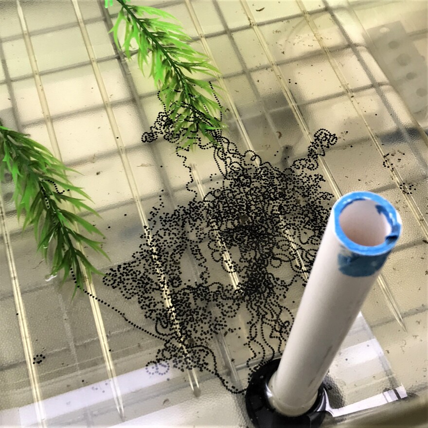 Newly-hatched eggs and tadpoles are housed in a separate room, where Barber and her team can closely monitor their development.